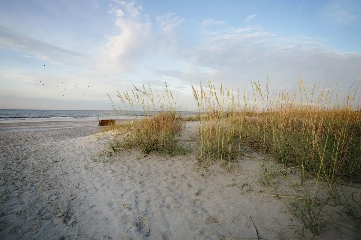 Sea oats and dune grass growing out of pale sand at the edge of a wide beach