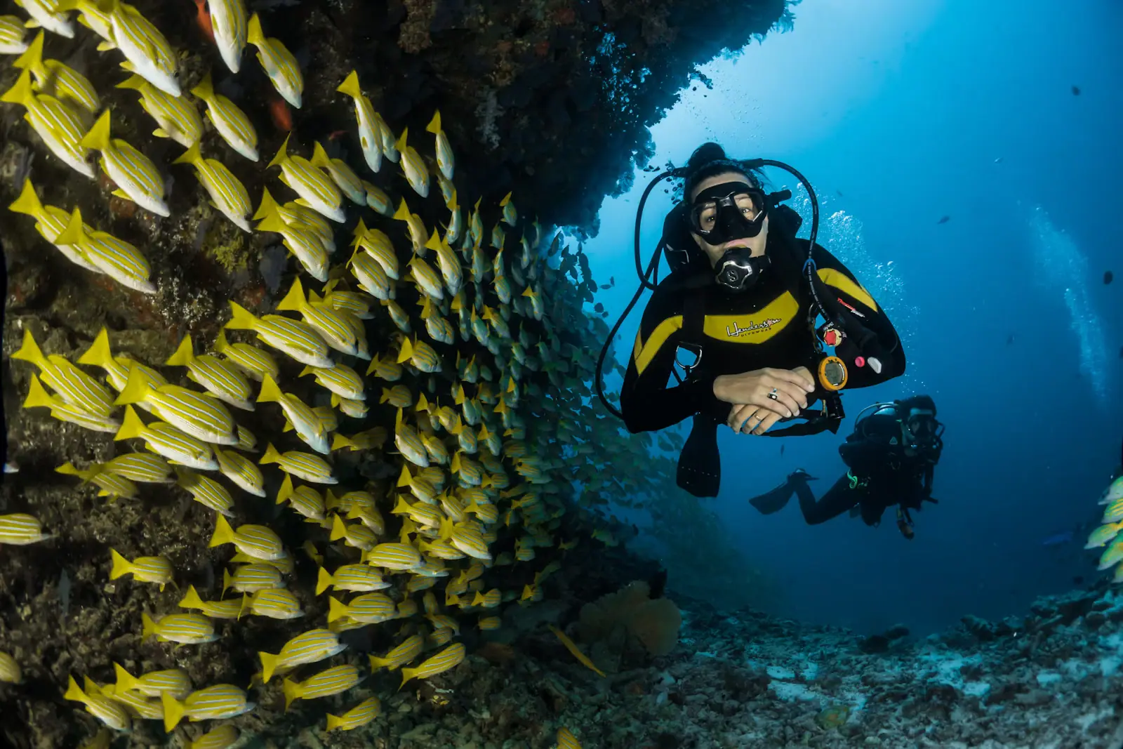 Reef fish over shallow rock seen from just below the surface in clear water