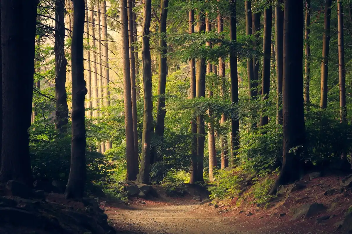 Tall pine trunks and a floor of fallen needles in filtered light