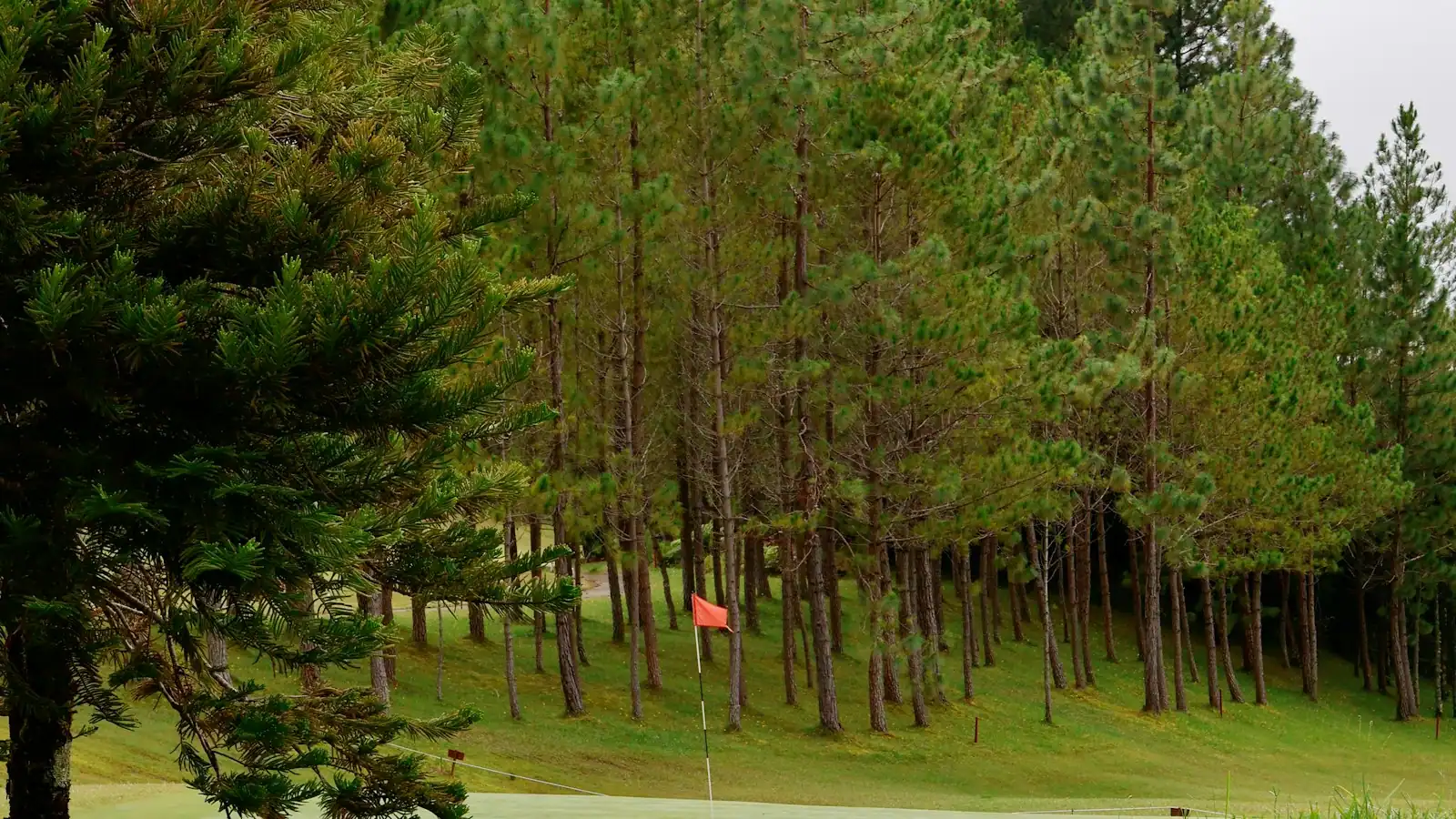 A golf fairway lined with tall evergreens with a flag on the green in the distance