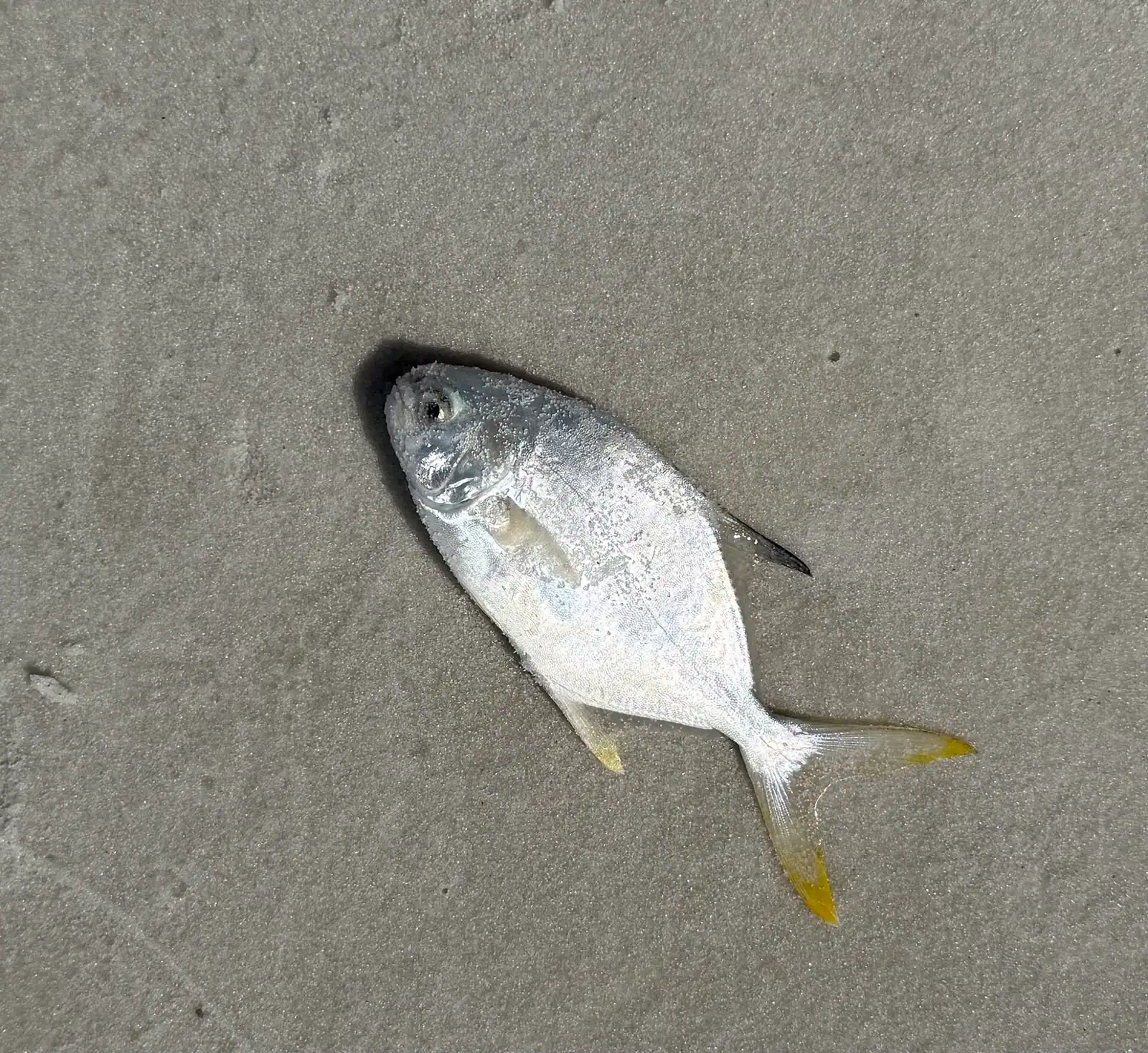 A sandy path cut through sea oats leading down onto a wide, empty beach