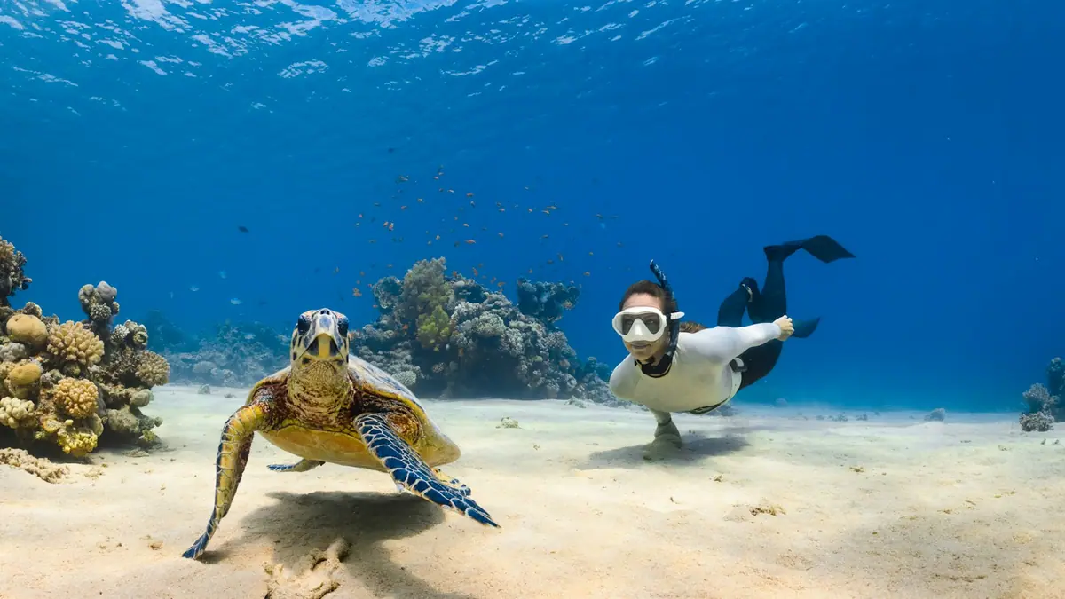 A sea turtle swimming in clear water a short distance from a snorkeller